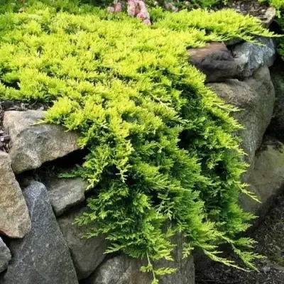 Можжевельник ГОЛДЕН КАРПЕТ горизонтальный  в Калинковичах