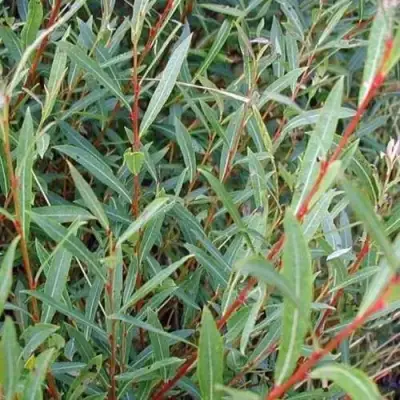 Ива НАНА пурпурная в Калинковичах