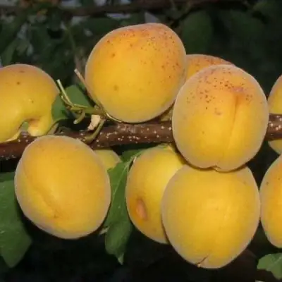 Абрикос ДЕСЕРТНЫЙ ГОЛУБЕВА в Калинковичах