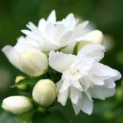 Жасмин ШНЕЕШТРУМ в Калинковичах