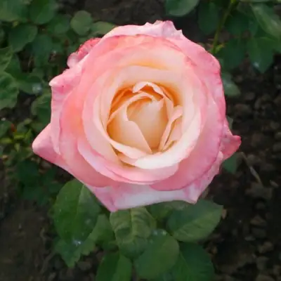 Роза БЕЛА ПЕРЛА чайно-гибридная в Калинковичах