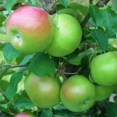 Яблоня НАВАВИТА в Калинковичах