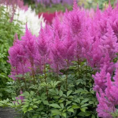 Астильба АМЕТИСТ Арендса в Калинковичах