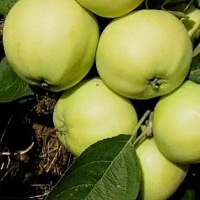 Яблоня ПАПИРОВКА в Калинковичах