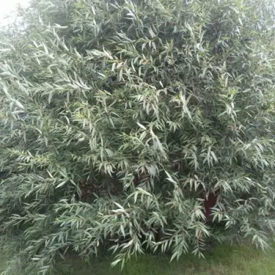 Ива СЕРЕБРИСТАЯ в Калинковичах