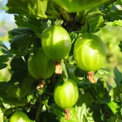 Крыжовник МАЛАХИТ в Калинковичах