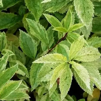 Форзиция ЛЕДНОГОРА промежуточная в Калинковичах