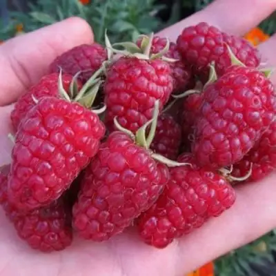 Малина МОСКОВСКИЙ ВЕЛИКАН в Калинковичах