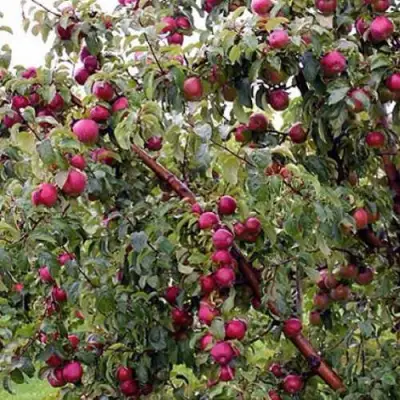 Яблоня ЛОБО в Калинковичах