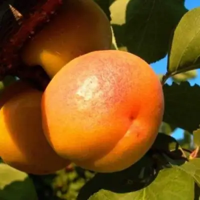 Абрикос СПАДЧЫНА в Калинковичах