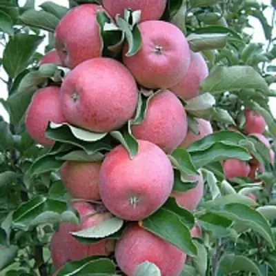 Яблоня АНТЕЙ КИЕВСКИЙ колонновидная в Калинковичах