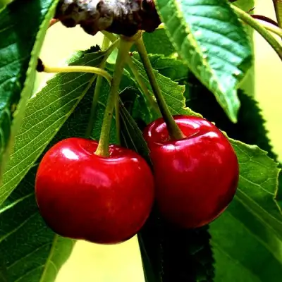 Вишня НИКА в Калинковичах