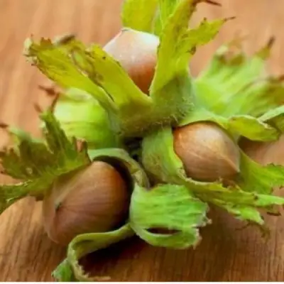 Фундук ГИГАНТ ТАМБОВСКИЙ в Калинковичах