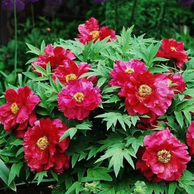 Пион КРАСНЫЙ ЛОТОС древовидный в Калинковичах