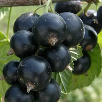 Смородина черная КЛУССОНОВСКАЯ в Калинковичах