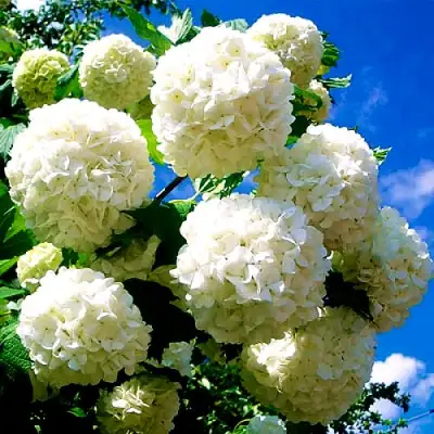 Калина БУЛЬДЕНЕЖ в Калинковичах