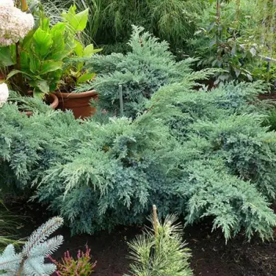 Можжевельник БЛЮ ШВЕД (СВИД) чешуйчатый в Калинковичах