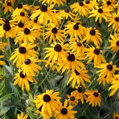 Рудбекия блестящая в Калинковичах