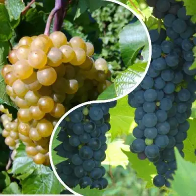 Комплект ИНЬ-ЯНЬ в Калинковичах