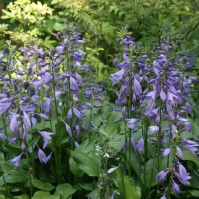 Хоста ГАРРИ ВАН ТРИЕР в Калинковичах