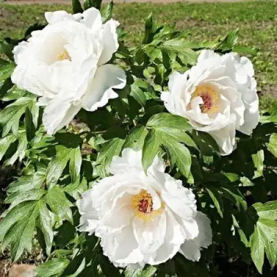 Пион ЛЕТНИЙ ДВОРЕЦ древовидный в Калинковичах