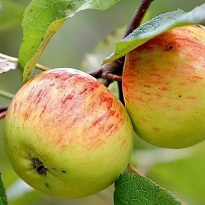 Яблоня РАНЕТКА (КОРОБОВКА) в Калинковичах