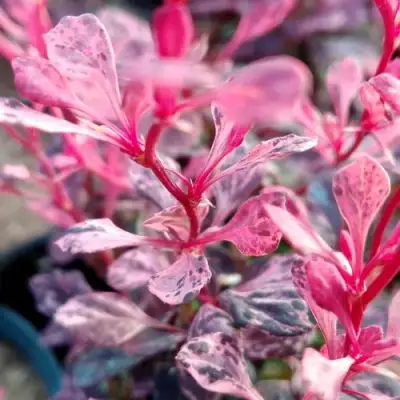 Барбарис РОУЗ ГЛОУ тунберга в Калинковичах