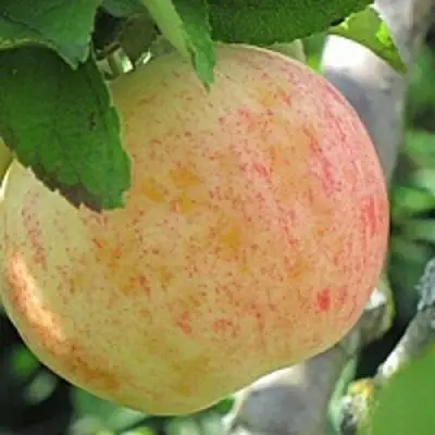 Яблоня ЛЕТНЕЕ СЛАДКОЕ в Калинковичах