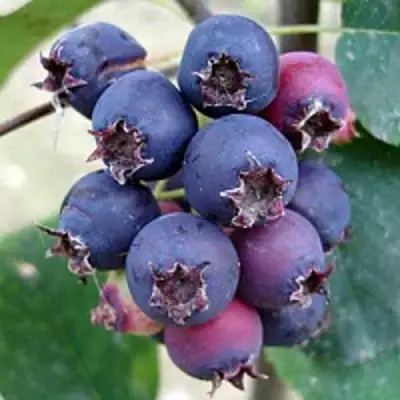 Ирга SLEYT в Калинковичах