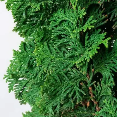 Туя СПИРАЛИС западная в Калинковичах