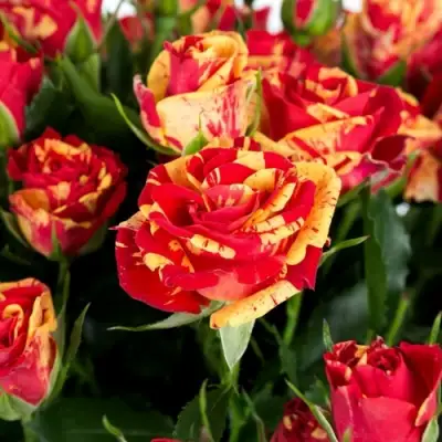 Роза ФАЙЕР ФЛЕШ спрей в Калинковичах