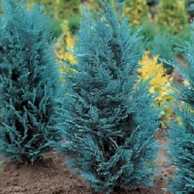 Кипарисовик ВАН ПЕЛЬТС БЛЮ лавсона в Калинковичах