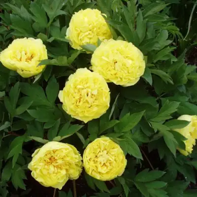 Пион ЗОЛОТАЯ КОРОНА древовидный в Калинковичах