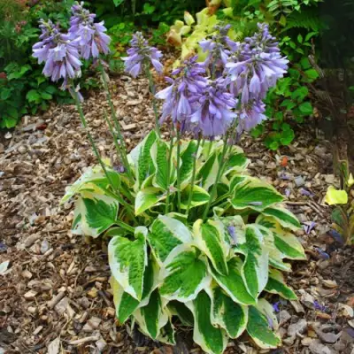 Хоста АУРЕОМАРГИНАТА в Калинковичах