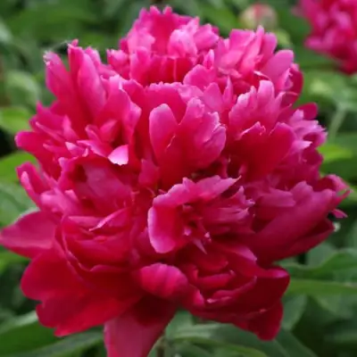 Пион ПЕСНЬ ВЕТРА травянистый в Калинковичах