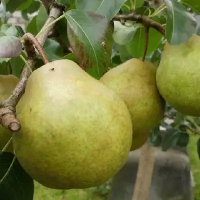 Груша ПЛАТОНОВСКАЯ в Калинковичах