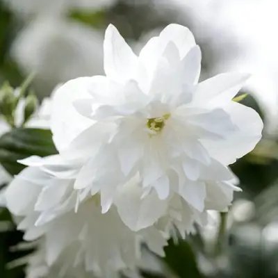 Жасмин МИНЕСОТА СНОУФЛЕЙК в Калинковичах