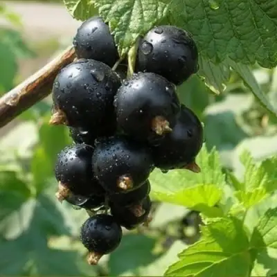 Смородина черная ПИГМЕЙ в Калинковичах