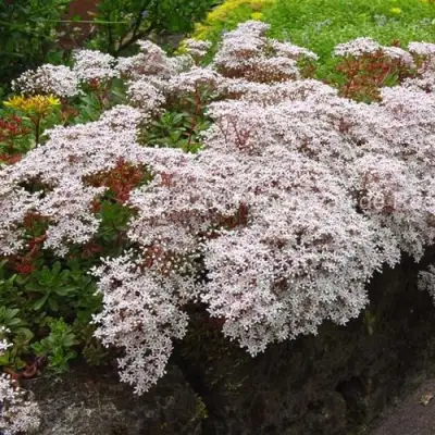 Очиток (седум) МУРАЛЕ белый в Калинковичах