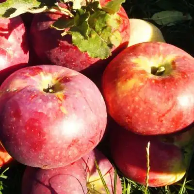 Яблоня АПОРТ в Калинковичах