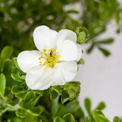 Лапчатка СНОУБЕРД кустарниковая в Калинковичах