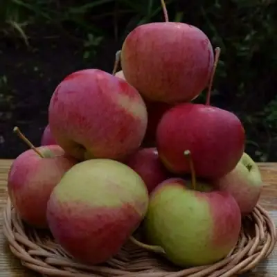 Яблоня РОДНИКОВАЯ в Калинковичах