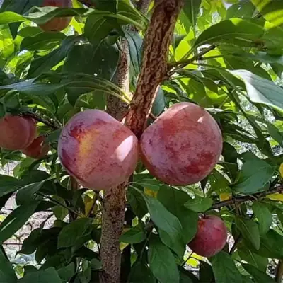 Плуот ГЕО ПРАЙД в Калинковичах