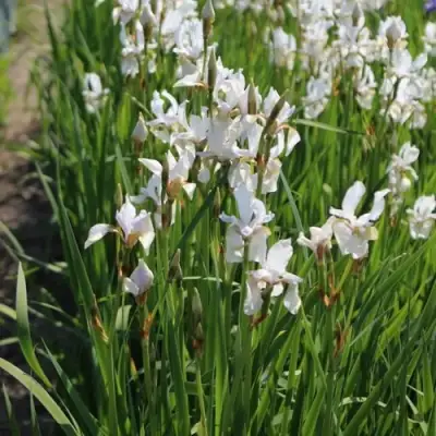 Ирис АЛЬБА сибирский в Калинковичах