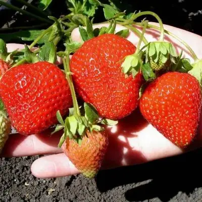 Клубника САН АНДРЕАС ремонтантная в Калинковичах