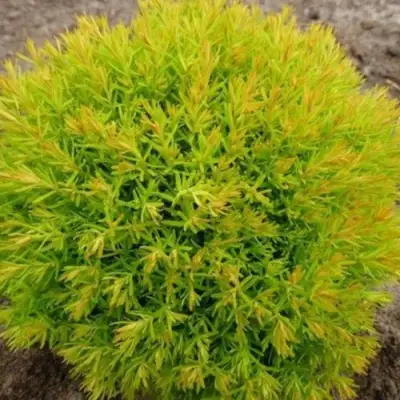 Туя АННИЕК западная в Калинковичах