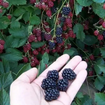 Ежевика ОРКАН бесшипная  в Калинковичах