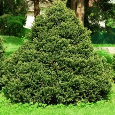 Ель ОЛЕНДОРФИ обыкновенная в Калинковичах
