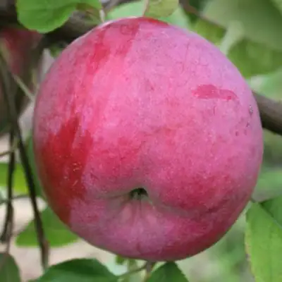 Яблоня БРЯНСКОЕ РОЗОВОЕ в Калинковичах