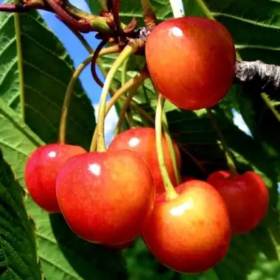 Черешня ФАТЕЖ в Калинковичах